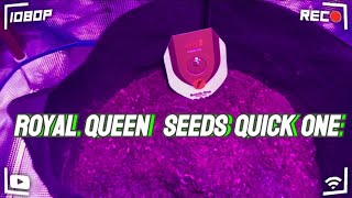 1 week update on Quick One from Royal Seed Queens ￼