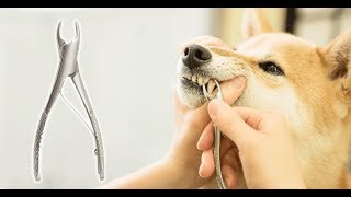 歯石取りペンチ使い方動画　犬の歯石が気になる方必見！