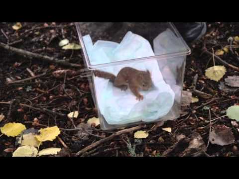 Video: 17 Djur Som Bildar Lyckligare Och Mer Harmoniska Par än Människor