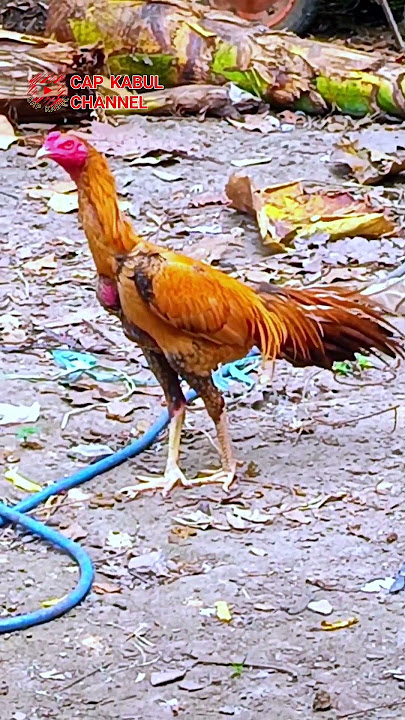 real golden yellow wangkas chicken #chicken #animals #funny