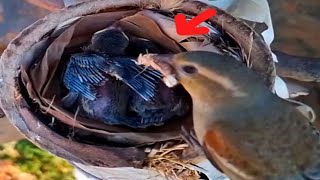 bird housesparrow brings crickets to feed baby food#birds