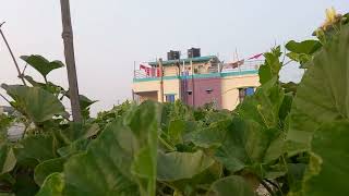 ঢাকা শহরে ছাদে লাউ চাষ করবেন যেভাবে | Koyel Agro