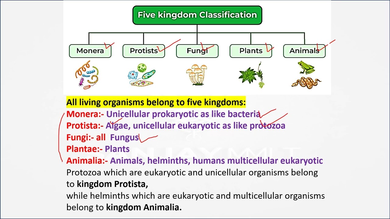 Five Kingdom Classification ll #kingdom #protista #monera #animalia  #plantae #fungi - YouTube