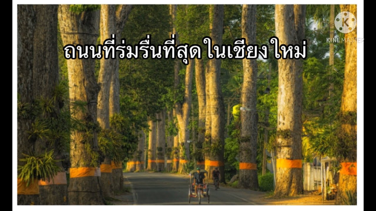 ไปเที่ยวสวนลำไย ที่สารภี กับ เส้นทาง ที่สวยและ ร่มรื่น ที่สุดใน เชียงใหม่