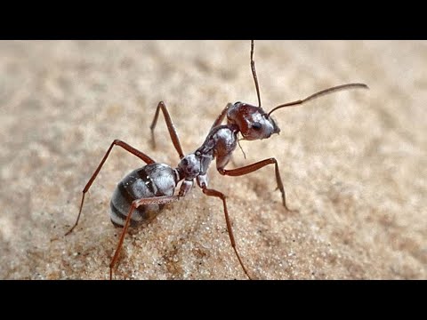 Video: Mravi Su Društveni Insekti