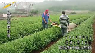 《茶の魔手》獅子頭山茶廠-1070612現採茶菁記實