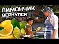 Лимончик вернулся!