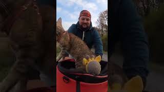 how my cat gets onto my shoulder whilst cycling