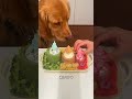 Dare to eat cicada nymphs? ~ An immersive food-eating broadcast~ #dogmukblog #goldenretriever