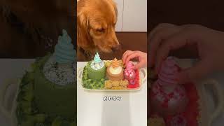 Dare to eat cicada nymphs? ~ An immersive food-eating broadcast~ #dogmukblog #goldenretriever