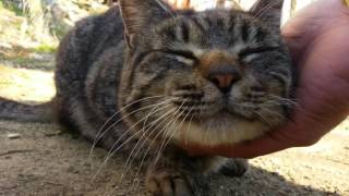 野良猫をナデナデしたら至福の表情を見せ・・・
