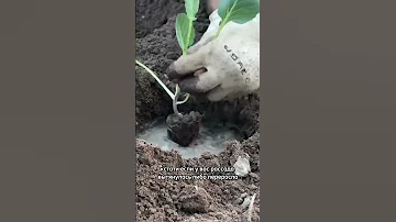 Прежде чем сажать капусту, обязательно посмотри этот ролик!