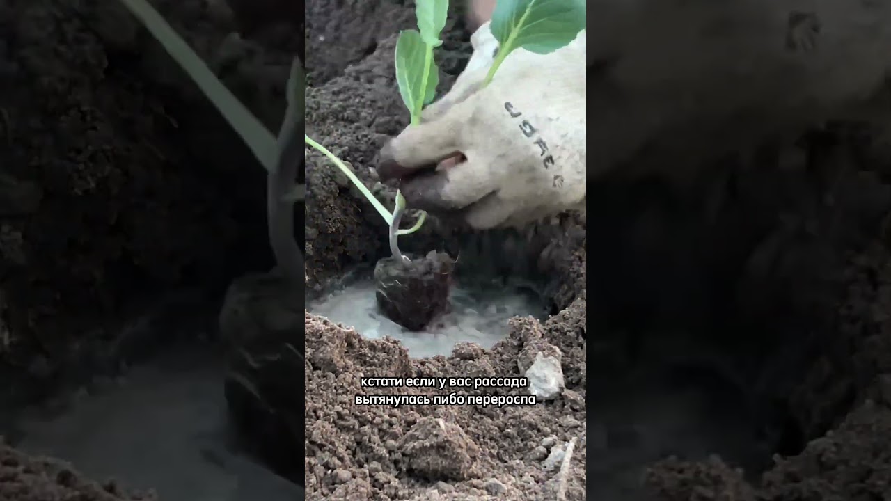 Прежде чем сажать капусту, обязательно посмотри этот ролик!