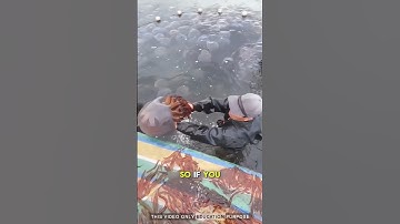 Fishermen harvest jellyfish by squeezing their base: #fishing #shorts #viralvideo