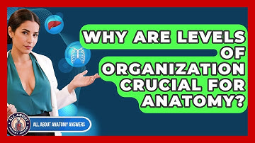 Why Are Levels Of Organization Crucial For Anatomy? - All About Anatomy Answers