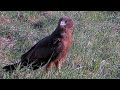 Swamp Harrier Visits Albatross Chick While Foraging | July 1, 2025