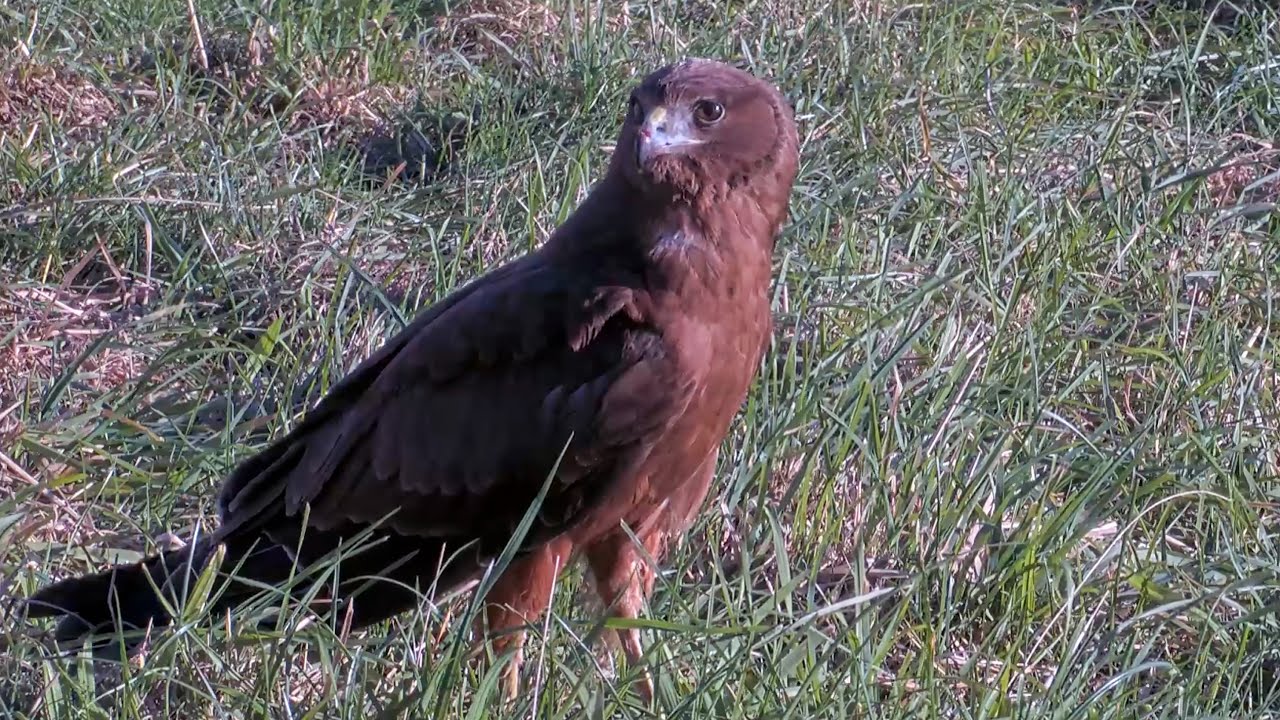 Swamp Harrier Visits Albatross Chick While Foraging | July 1, 2025