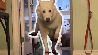 Cute Husky Tries Boots for the First Time
