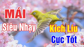 KHUYÊN MÁI TƠ KÍCH LỬA NHANH CĂNG LÍU BỀN - File Dành Cho Bổi Mộc Đã Ổn Định Thúc Lên Líu Nhanh
