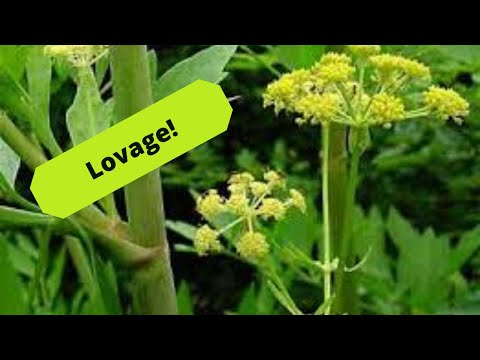 Video: Lovage Herb – kaip užauginti šlamučius