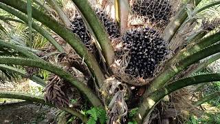 Ppks 239 Jumbo Tobrut