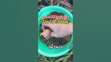 Chia sẻ anh em Tập Câu Cá bài mồi câu cá tra sông  #tapcauca09 #tapcauca #cauca
