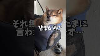 地味に国民的スターに似ている？柴犬12歳
