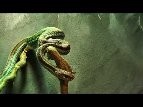 San Francisco garter snake in a water