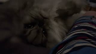 Midas the happy cat by Midas The Persian Cat 38 views 1 year ago 34 seconds