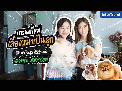 เทรนด์เลี้ยงหมาเป็นลูกมาแรง Intertrend ไปชวนเลือกซื้อหมาปอมและคาวาเลียที่ #88POM #storieswithivy