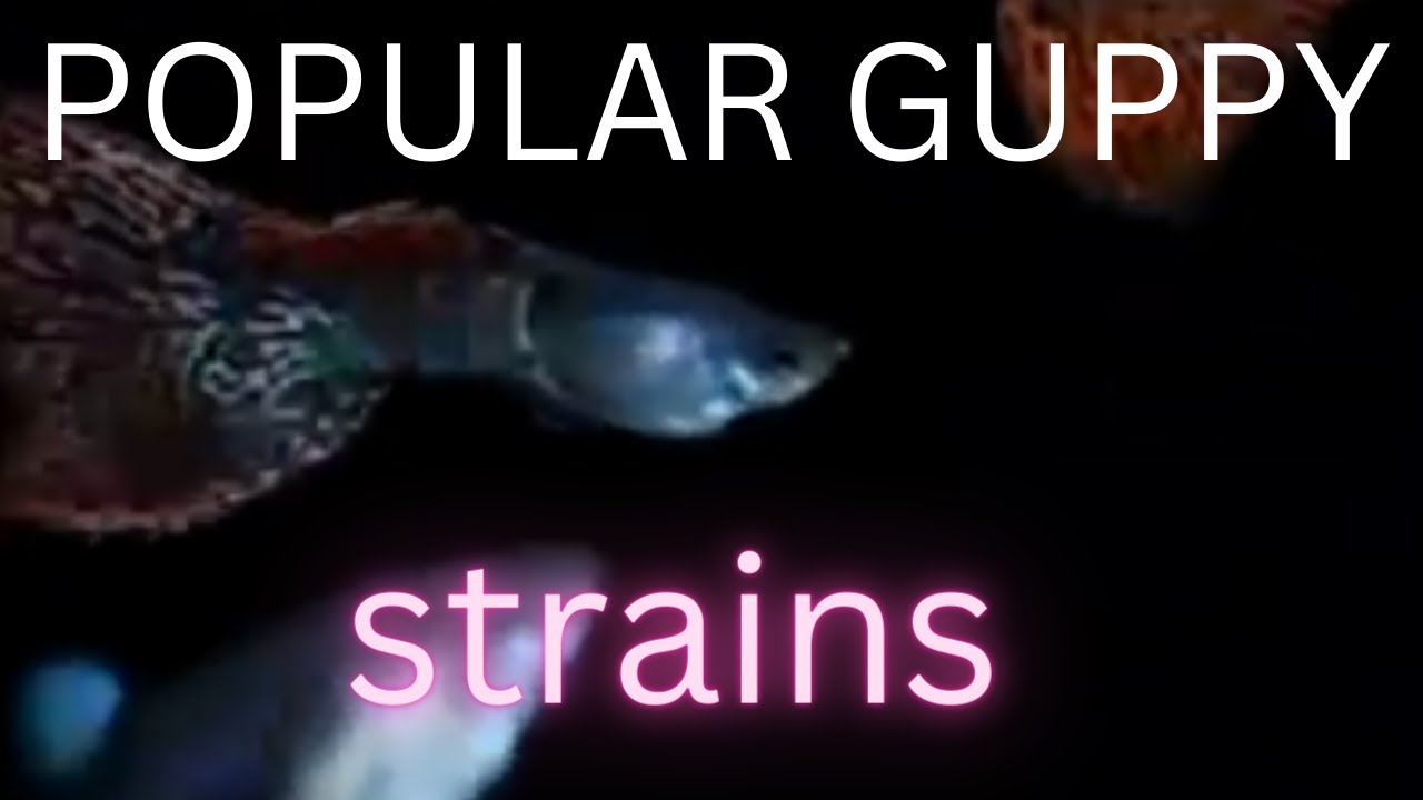 guppy strains YouTube