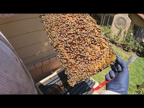 Backyard amateur beekeeping