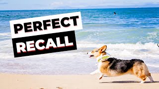 Corgi Training Guide: Part 5  MASTERING the RECALL Command: TRAIN Your Dog to COME WHEN CALLED