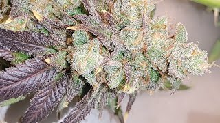 Humboldt Seed Company Feminized Seeds -Week 8 Harvest Begins