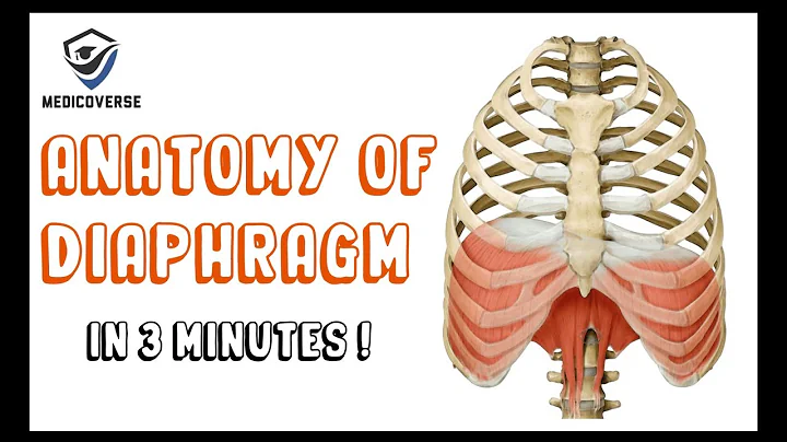 Diaphragm Anatomy | Origin , Insertion , Actions | Openings of Diaphragm