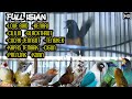 Masteran Murai Batu Full Tembakan Isian Cocok Buat Pancingan Birahi Dan Emosi Mp3 - Mp4 Download