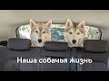 Наша собачья жизнь