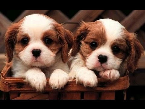 Les Plus Beaux Bebes Chiots Du Monde Youtube