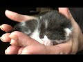 Rescue 4 Super Cute Tiny Kittens Only 7 Days Old Still Need Incubator and Bottle Feeding