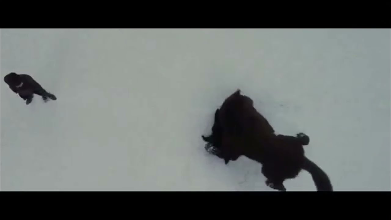 Twilight Wolves ~ darkside