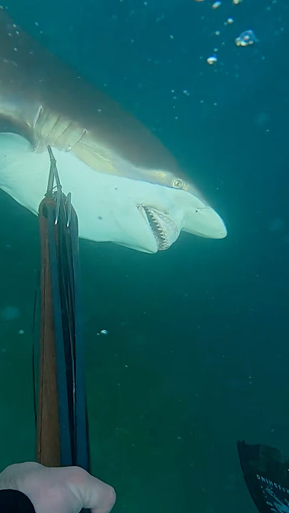 Shark charges me and dies #spearfishing #sharkattack