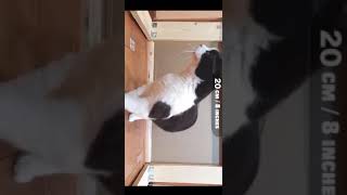 Reducing hole for the cat.  When does the cat stop?