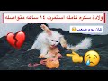 قطه تلد بعد عناء دام ١٤ ساعه متواصله من الألم 💔😢 / Mohamed Vlog