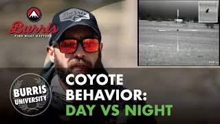 Coyotes Behavior Differences Between Day and Night