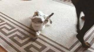 Killer Bengal v Dobermann Content