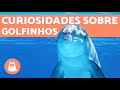 10 CURIOSIDADES SOBRE GOLFINHOS FANTÁSTICAS E CIENTÍFICAS 🐬