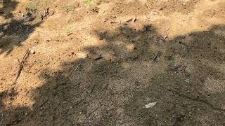 Video daily 1 806
