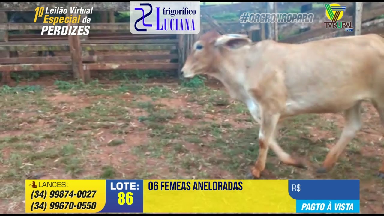 086 - 1º LEILÃO VIRTUAL ESPECIAL DE PERDIZES