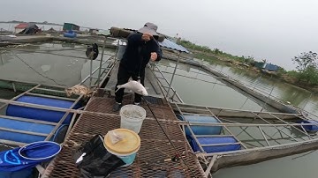 Câu lục đầu cần trên lồng bè nuôi cá P3