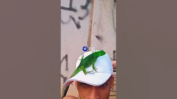 ياراني لابس لاكوست و لاريني Sewrini W Tagini Larini Fyp 